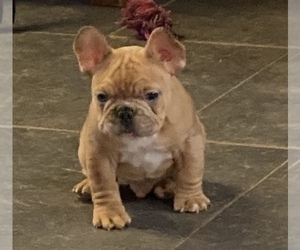 French Bulldog Puppy for sale in GRIFFIN, GA, USA