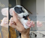 Small Photo #9 Australian Shepherd Puppy For Sale in BATTLE CREEK, MI, USA