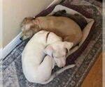Small #4 Dalmatian Mix