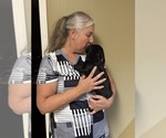 Small Photo #14 Schweenie Puppy For Sale in DOTHAN, AL, USA