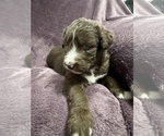 Small Photo #2 Poodle (Standard)-Siberian Husky Mix Puppy For Sale in LADYSMITH, WI, USA