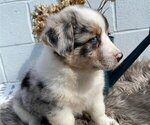 Small Photo #2 Anatolian Shepherd-Cardigan Welsh Corgi Mix Puppy For Sale in HONEY BROOK, PA, USA