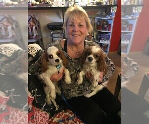 Father of the Cavalier King Charles Spaniel puppies born on 12/28/2021