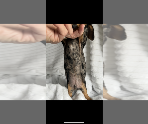 Medium Photo #3 Dachshund Puppy For Sale in NILES, MI, USA