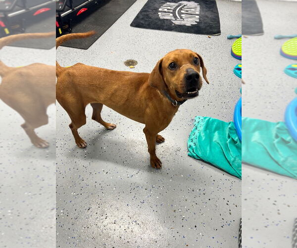 Medium Photo #3 Redbone Coonhound-Unknown Mix Puppy For Sale in Pierceton , IN, USA