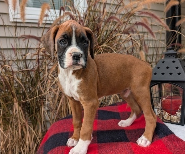 Medium Photo #6 Boxer Puppy For Sale in GOSHEN, IN, USA