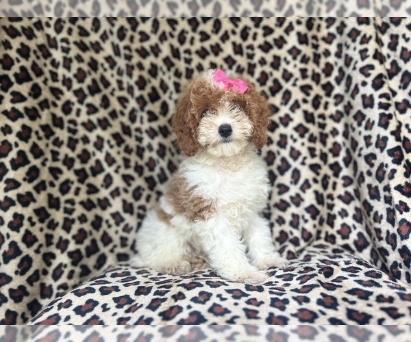 Medium Photo #3 Cock-A-Poo Puppy For Sale in LAKELAND, FL, USA