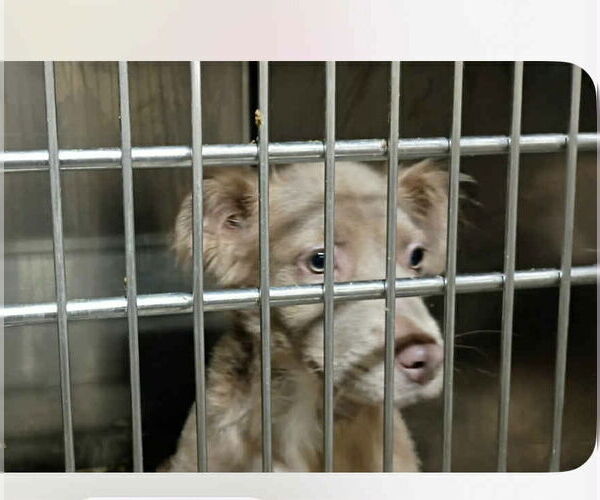 Medium Photo #4 Retriever -Unknown Mix Puppy For Sale in Rockaway, NJ, USA