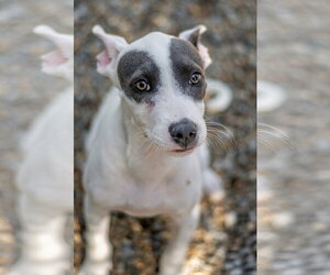 Billy - Male Mutt Dog for Adoption - Photo #5