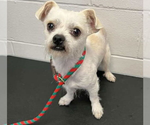 Medium Photo #3 Mutt Puppy For Sale in Farmington, MN, USA