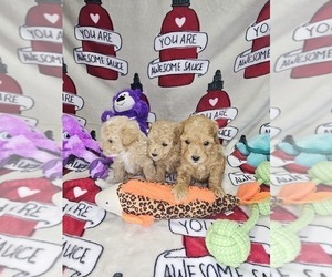 Poodle (Toy) Litter for sale in DENVER, CO, USA
