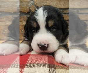 Bernese Mountain Dog Puppy for sale in ALBERTVILLE, AL, USA