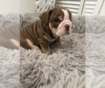 Puppy Runt English Bulldog