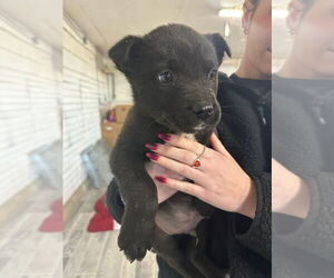 Mutt Dogs for adoption in Calgary, Alberta, Canada