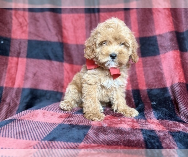 Medium Photo #2 Cockapoo (Miniature) Puppy For Sale in LAKELAND, FL, USA
