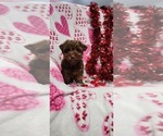Puppy Skye YorkiePoo