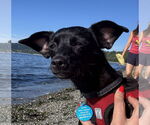 Small #1 Chihuahua Mix