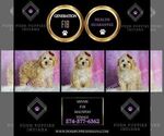 Small #1 Maltipoo (Toy)