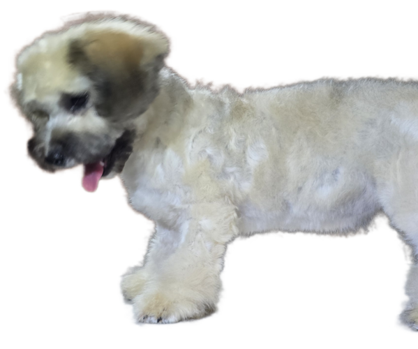 Medium Photo #8 Maltipoo-Shih Tzu Mix Puppy For Sale in SAN DIEGO, CA, USA