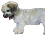 Small Photo #8 Maltipoo-Shih Tzu Mix Puppy For Sale in SAN DIEGO, CA, USA