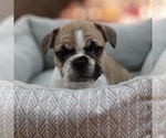 Small Photo #5 French Bulldog Puppy For Sale in COXS CREEK, KY, USA