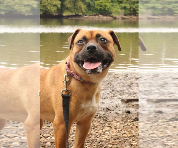 Medium Photo #30 Mutt Puppy For Sale in Philadelphia, PA, USA