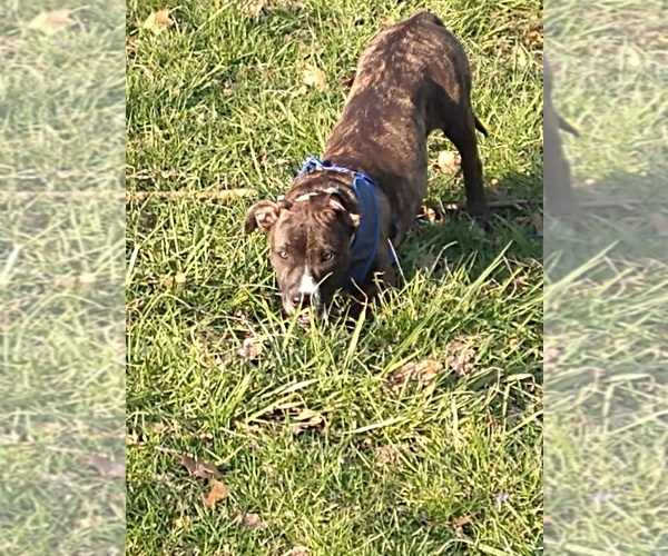 Medium Photo #1 American Pit Bull Terrier Puppy For Sale in LYNCHBURG, VA, USA