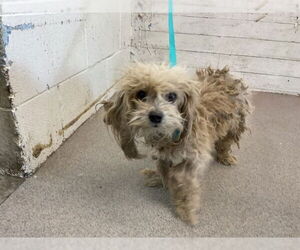 Maltipoo Dogs for adoption in San Bernardino, CA, USA