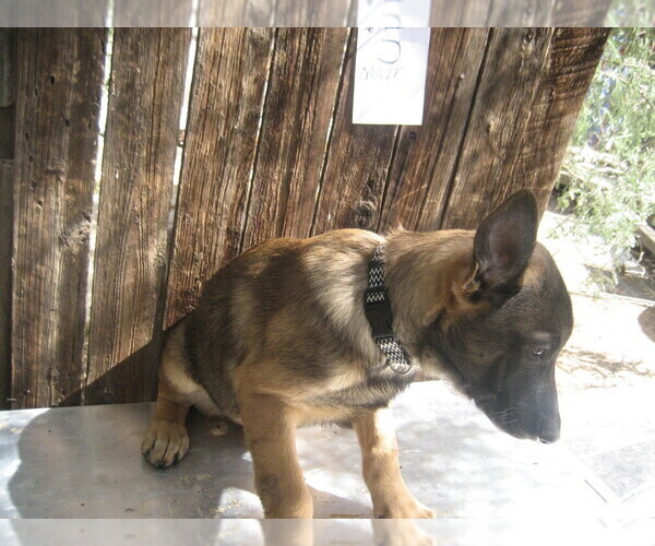 Medium Photo #10 Dutch Shepherd Dog Puppy For Sale in TUCSON, AZ, USA