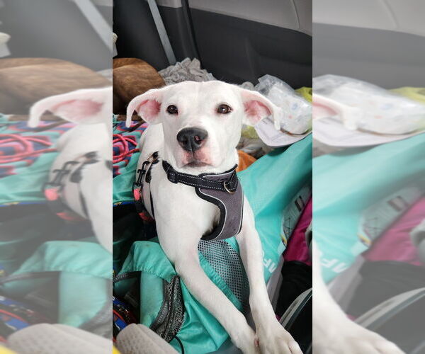 Medium Photo #4 Labrador Retriever-Unknown Mix Puppy For Sale in Evansville, IN, USA