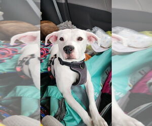 Hawkey - Female Labrador Retriever-Unknown Mix Dog for Adoption - Photo #4