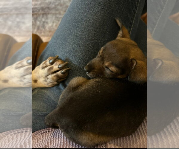 Medium Photo #3 Chihuahua-Unknown Mix Puppy For Sale in Grafton, WI, USA
