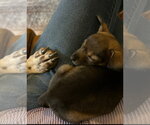 Small #2 Chihuahua Mix