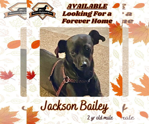 Medium Photo #9 Chiweenie Puppy For Sale in San Antonio, TX, USA