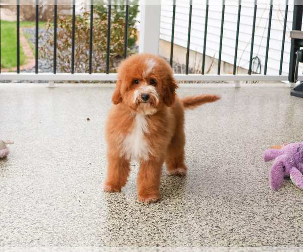 Medium Photo #9 Goldendoodle mix (+ Poodle Miniature) Puppy For Sale in SYRACUSE, IN, USA