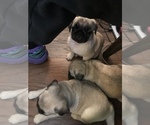 Small Photo #24 Pug Puppy For Sale in MANTECA, CA, USA