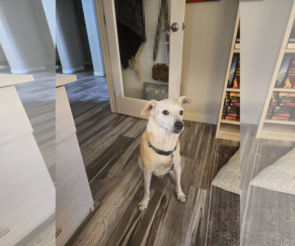 Medium Photo #3 Labrador Retriever-Unknown Mix Puppy For Sale in Chandler, AZ, USA