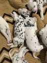 Small Photo #20 Dalmatian Puppy For Sale in LINCOLN, NE, USA