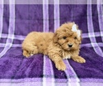 Small #4 Shih-Poo