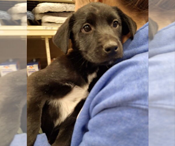 Medium Photo #2 Labrador Retriever-Unknown Mix Puppy For Sale in House Springs, MO, USA