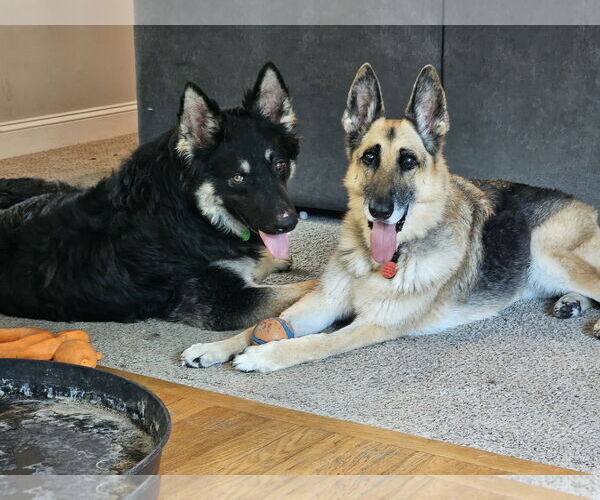 Medium Photo #5 German Shepherd Dog Puppy For Sale in New Hill, NC, USA