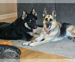 Small #4 German Shepherd Dog