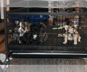 French Bulldog Puppy for Sale in LA VERGNE, Tennessee USA