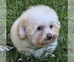 Philip Cheese S - Male Poodle (Toy) Puppy for Sale - Photo #11