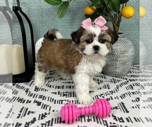 Shih Tzu Puppy for sale in FRANKLIN, IN, USA