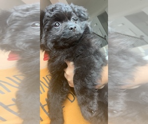 Pomeranian Puppy for sale in CENTERVILLE BRANCH, GA, USA