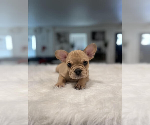 Medium Photo #4 French Bulldog Puppy For Sale in ANTIOCH, CA, USA