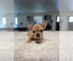 Small Photo #4 French Bulldog Puppy For Sale in ANTIOCH, CA, USA