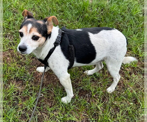 Medium Photo #2 Jack Russell Terrier-Unknown Mix Puppy For Sale in Tarrytown, GA, USA