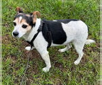 Small #1 Jack Russell Terrier Mix